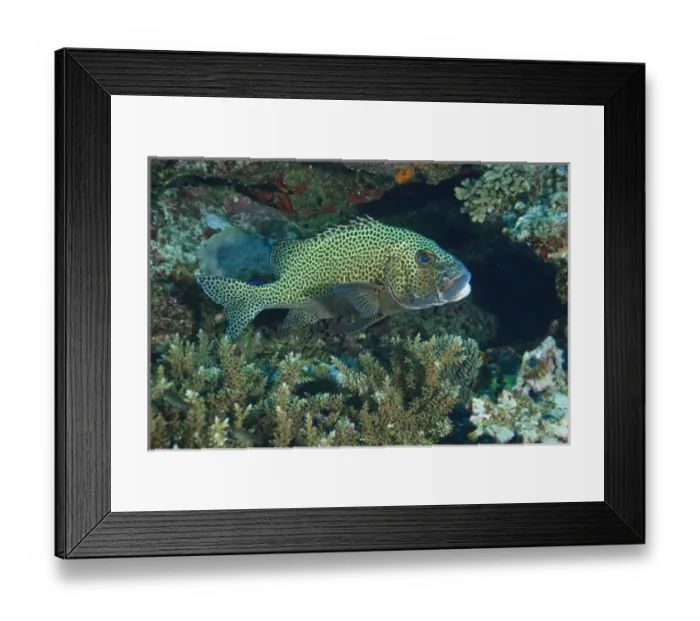 Framed Print : Sweetlips, Beqa Island off Southern Viti Levu, Fiji, South Pacific