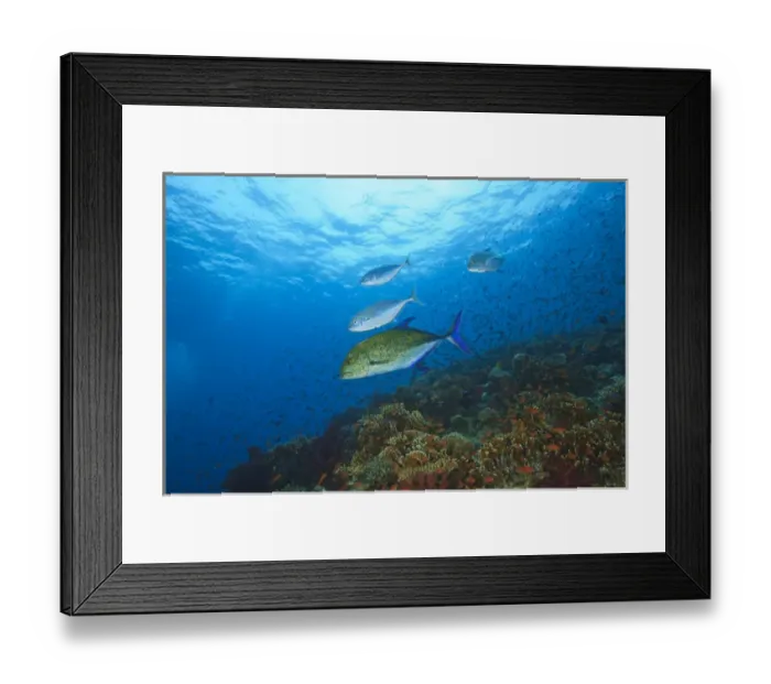 Framed Print : Trevaly Jacks patrolling a colorful reef top near Beqa Island off Southern Viti Levu