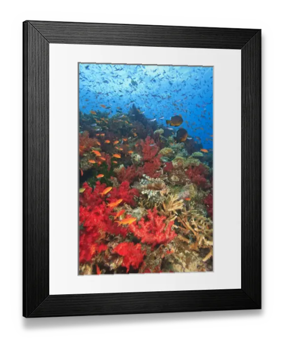Framed Print : Lionfish (Pterios volitans) surrounded by lush Soft Corals (Dendronepthya sp. ) and Anthias fish Framed Print : Lionfish (Pterios volitans) surrounded by lush Soft Corals (Dendronepthya sp. ) and Anthias fish