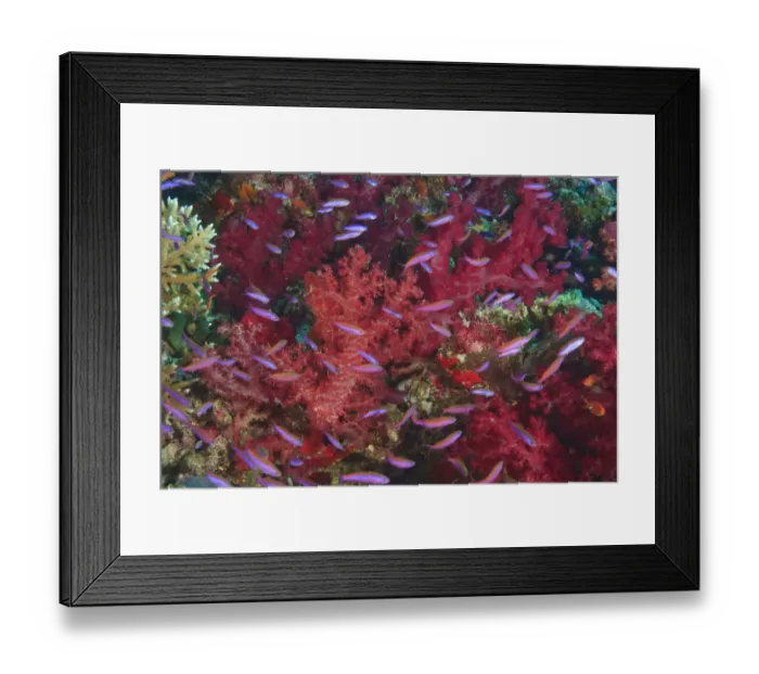 Framed Print : Colorful Soft Corals (Dendronepthya sp. ) and small Anthias fish (Psedanthias sp. )