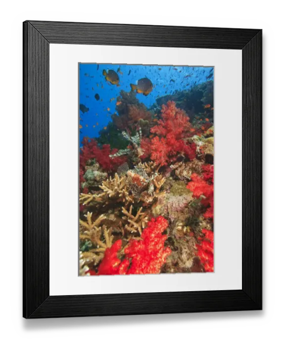 Framed Print : Lionfish (Pterios volitans) surrounded by lush Soft Corals (Dendronepthya sp. ) and Anthias fish