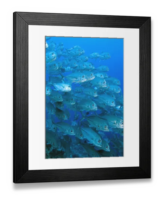 Framed Print : South Pacific, Solomon Islands, Meri Island. School of giant trevally fish. Credit as Framed Print : South Pacific, Solomon Islands, Meri Island. School of giant trevally fish. Credit as