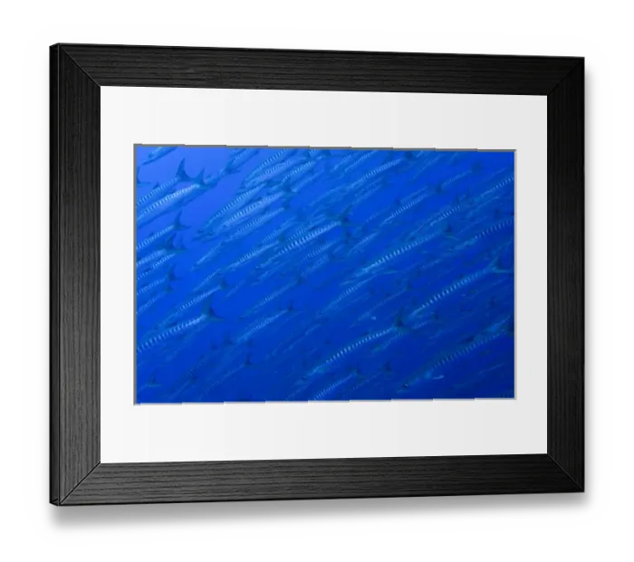 Framed Print : South Pacific, Solomon Islands, Mary Island. Large school of chevron barracuda. Credit as Framed Print : South Pacific, Solomon Islands, Mary Island. Large school of chevron barracuda. Credit as