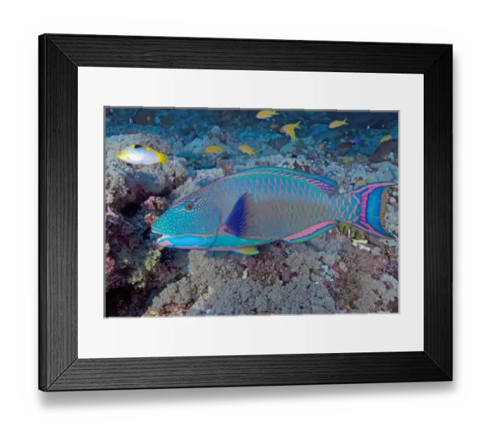Framed Print : South Pacific, Solomon Islands, Meri Island. Close-up of an adult bicolor parrotfish
