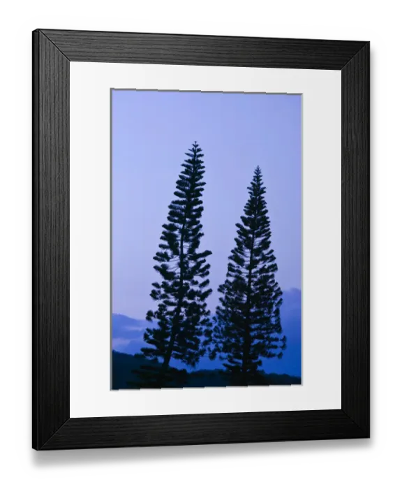 Framed Print : NEW CALEDONIA, Central Grande Terre Island, Bourail. Araucaria Pine, Sunset Framed Print : NEW CALEDONIA, Central Grande Terre Island, Bourail. Araucaria Pine, Sunset