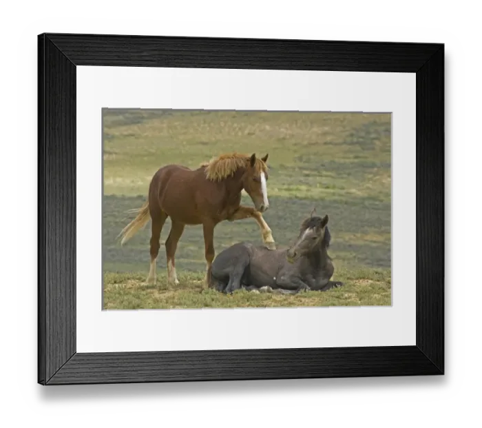 Framed Print : USA, Colorado, Moffat County. Young wild horse puts hoof an a reclining horse. Credit as Framed Print : USA, Colorado, Moffat County. Young wild horse puts hoof an a reclining horse. Credit as