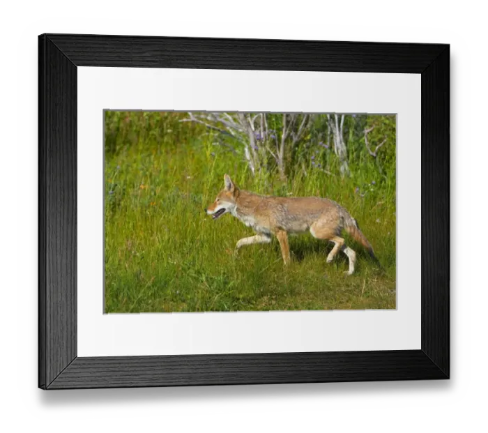 Framed Print : USA, Colorado, Rocky Mountain National Park. Credit as Fred J. Lord  /  Jaynes Gallery  /  DanitaDelimont