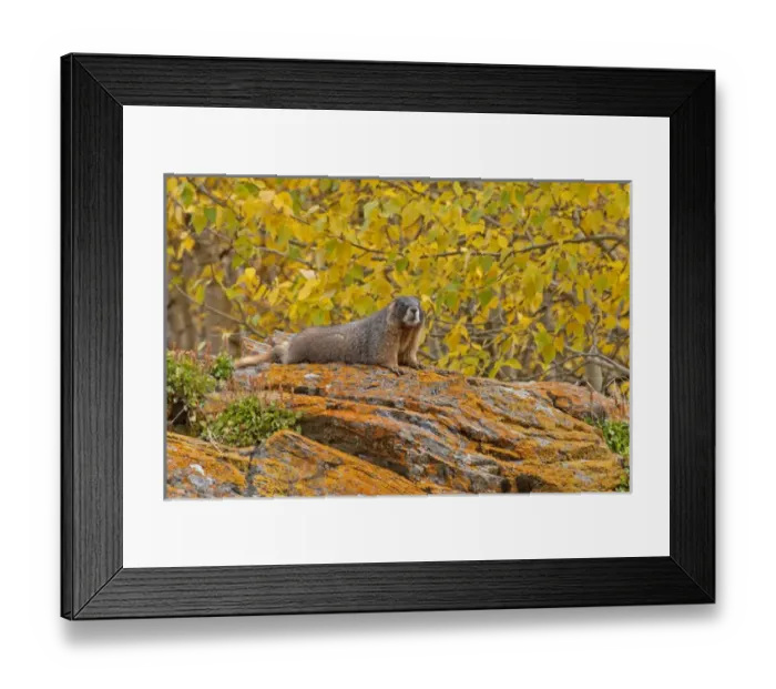 Framed Print : USA, Colorado, Rocky Mountain National Park. Yellow-bellied marmot on an autumn day Framed Print : USA, Colorado, Rocky Mountain National Park. Yellow-bellied marmot on an autumn day