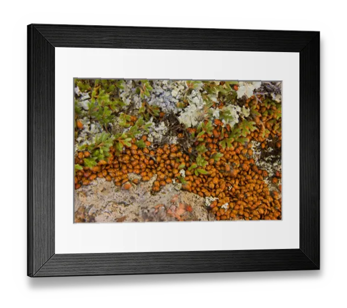 Framed Print : USA, Colorado, Pike National Forest. Detail of a swarm of ladybugs gathered on rocks and vegetation Framed Print : USA, Colorado, Pike National Forest. Detail of a swarm of ladybugs gathered on rocks and vegetation