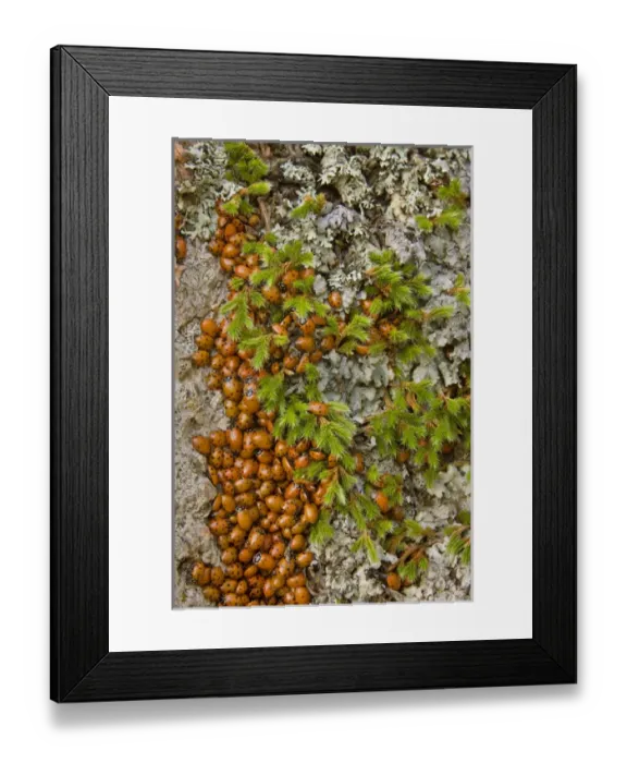 Framed Print : USA, Colorado, Pike National Forest. Detail of a swarm of ladybugs gathered on rocks and vegetation