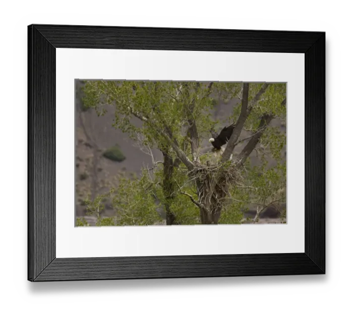 Framed Print : USA, Colorado. Adult bald eagle landing on its nest with eaglets in a cottonwood tree Framed Print : USA, Colorado. Adult bald eagle landing on its nest with eaglets in a cottonwood tree