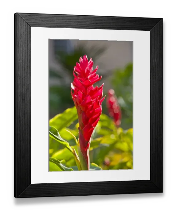 Framed Print : NEW CALEDONIA, North-West Grande Terre Island, Kone. Red ginger flower (guillainia Framed Print : NEW CALEDONIA, North-West Grande Terre Island, Kone. Red ginger flower (guillainia