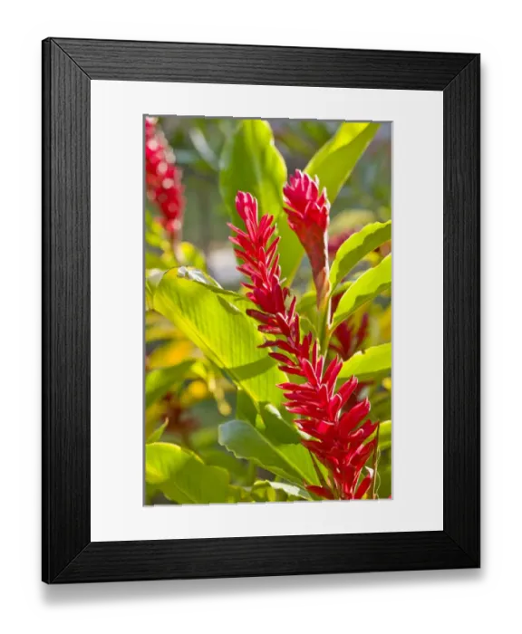 Framed Print : NEW CALEDONIA, North-West Grande Terre Island, Kone. Red ginger flower (guillainia Framed Print : NEW CALEDONIA, North-West Grande Terre Island, Kone. Red ginger flower (guillainia