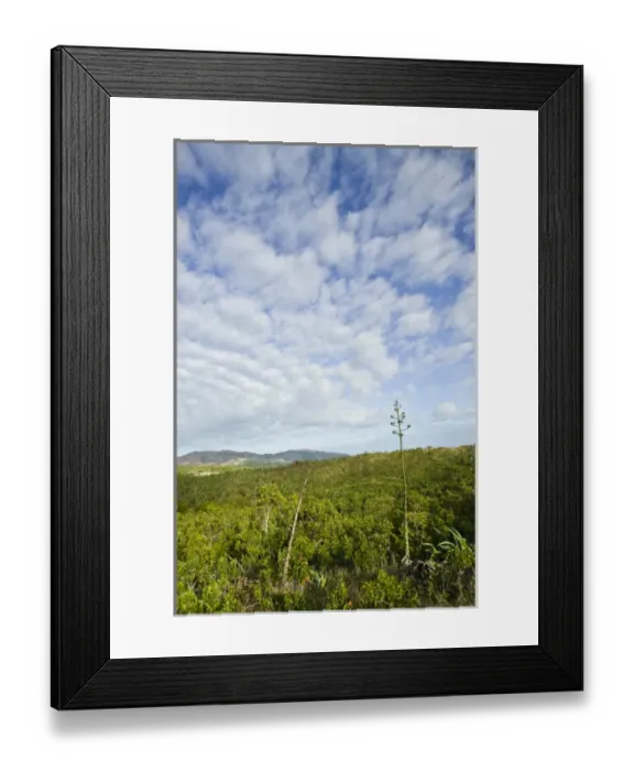 Framed Print : NEW CALEDONIA, North-West Grande Terre Island, Poum. View of the Baie de Nehoue, morning Framed Print : NEW CALEDONIA, North-West Grande Terre Island, Poum. View of the Baie de Nehoue, morning