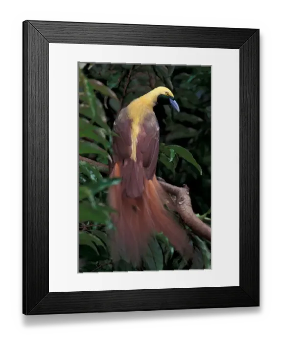 Framed Print : Pacific, Papua New Guinea Greater Bird of Paradise (Paradisaea apoda)