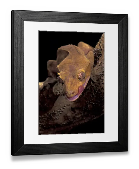 Framed Print : South Pacific, New Caledonia. Crested Gecko (Phacodaelvlus cilialus)