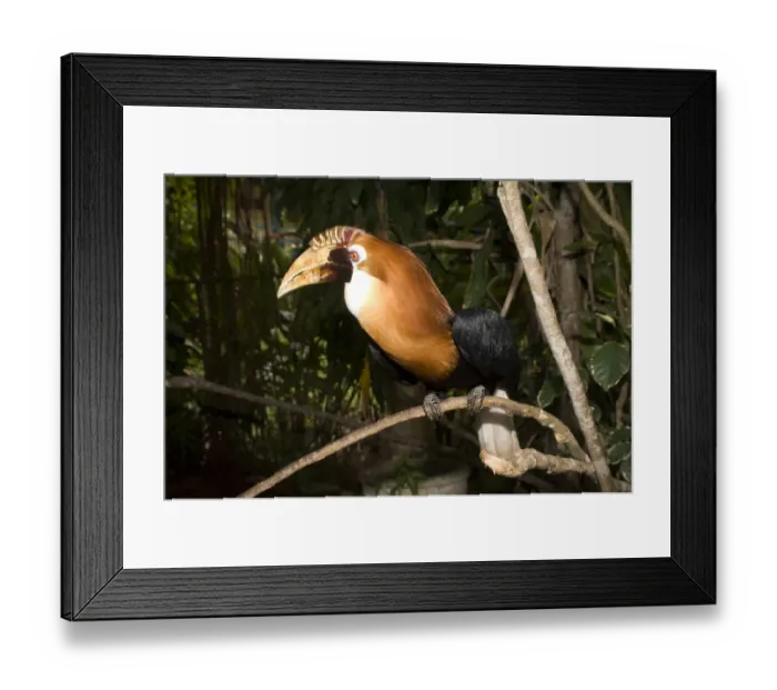 Framed Print : Hornbill, Blyths Framed Print : Hornbill, Blyths
