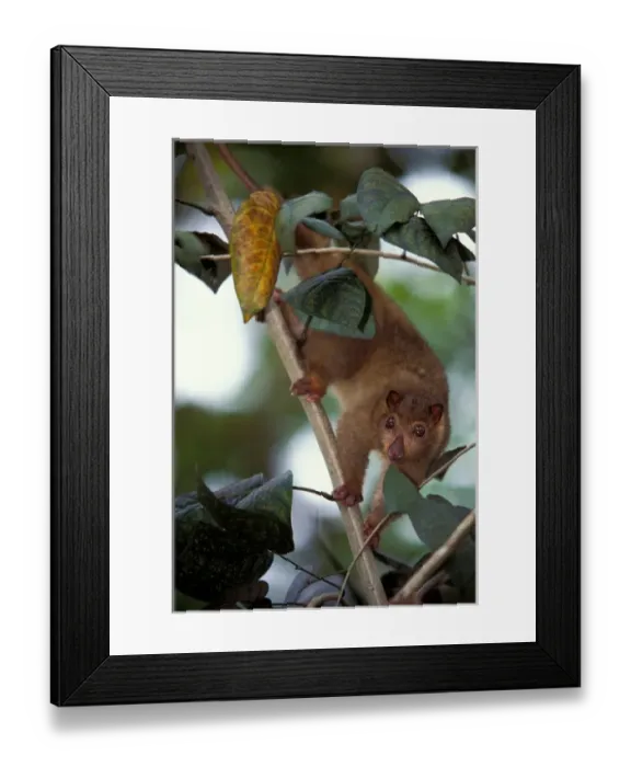 Framed Print : South Pacific, Papua New Guinea, Northern common Cuscus Framed Print : South Pacific, Papua New Guinea, Northern common Cuscus