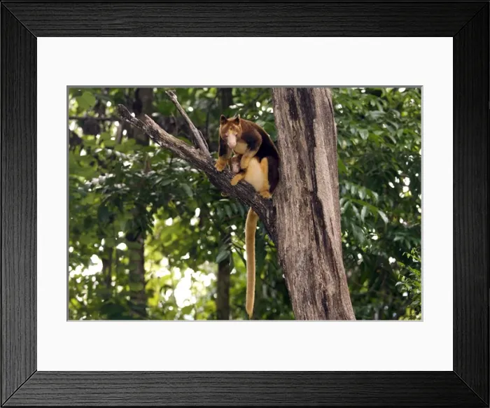 Framed Print : Tree Kangaroo, Goodfellows with baby in pouch Framed Print : Tree Kangaroo, Goodfellows with baby in pouch