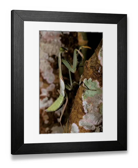 Framed Print : Asia, Papua New Guinea, Mount Amungwiwa region. Praying Mantis, tenodera sinesis
