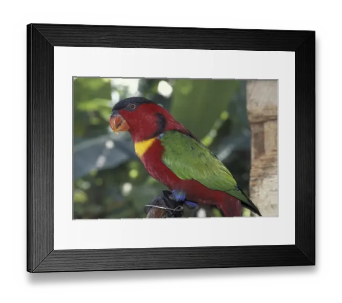 Framed Print : Asia, Papua New Guinea. Tropical Bird Framed Print : Asia, Papua New Guinea. Tropical Bird