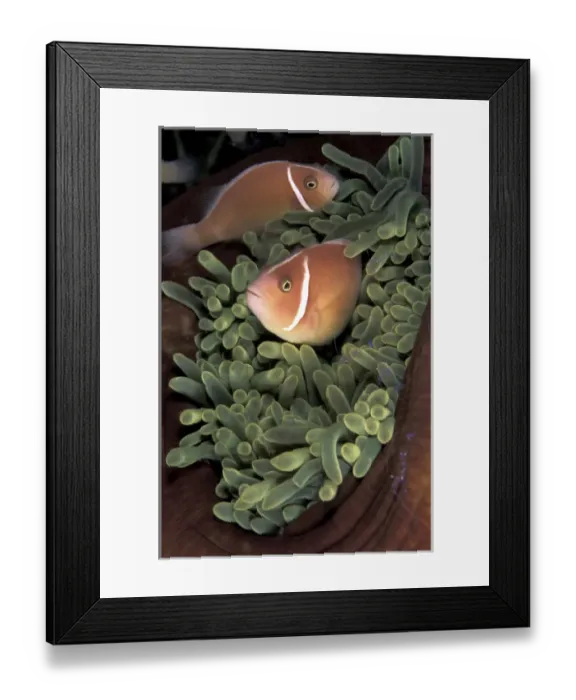 Framed Print : Asia, Papua New Guinea. Pink Annemonefish (Anphiprion perideranon) on bleached annemone Framed Print : Asia, Papua New Guinea. Pink Annemonefish (Anphiprion perideranon) on bleached annemone