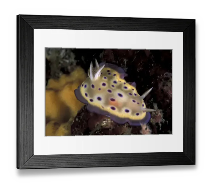 Framed Print : Asia, Papua New Guinea. Nudibranch (Nembrotha kubaryana) Framed Print : Asia, Papua New Guinea. Nudibranch (Nembrotha kubaryana)