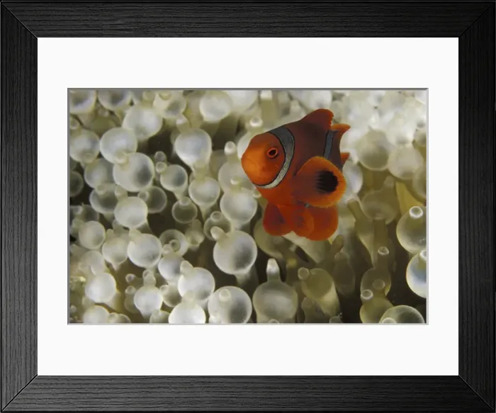Framed Print : Asia, Papua New Guinea. Spinecheek Annemonefish (Premnas biaculeatus) on bleached