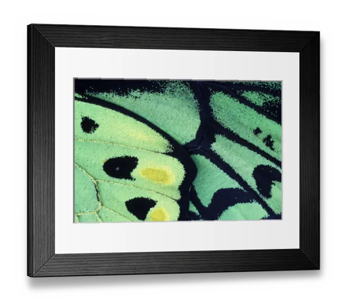 Framed Print : Papua New Guinea. Poseidon Butterfly (Ornithoptera priamus) Framed Print : Papua New Guinea. Poseidon Butterfly (Ornithoptera priamus)
