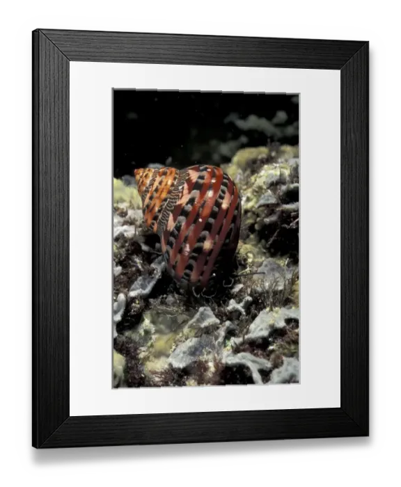 Framed Print : Asia, Papua New Guinea. Underwater snail Framed Print : Asia, Papua New Guinea. Underwater snail