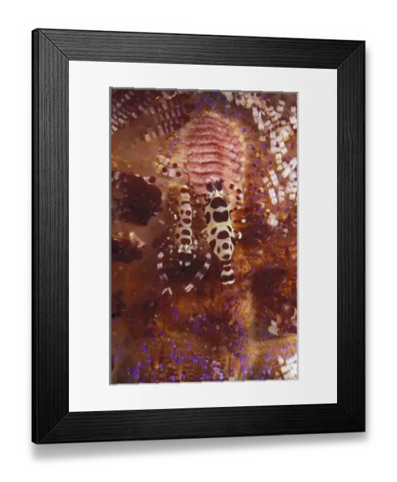Framed Print : Asia, Papua New Guinea. Coleman Shrimp on Fire Urchin