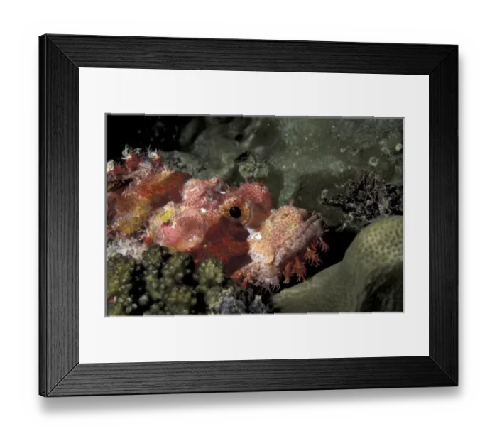 Framed Print : Asia, Papua New Guinea. Tasseled scorpionfish (Scorpaenopsis oxycephala)