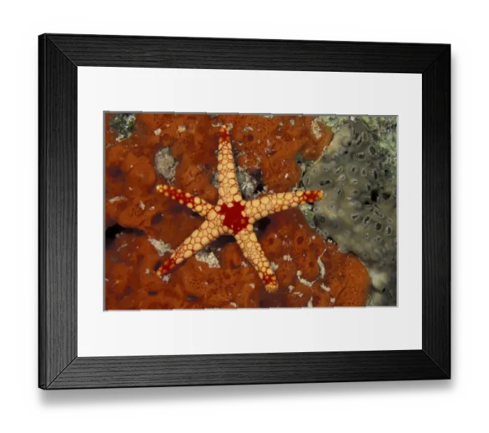Framed Print : Asia, Papua New Guinea. Seastar (Fromia monilis) Framed Print : Asia, Papua New Guinea. Seastar (Fromia monilis)