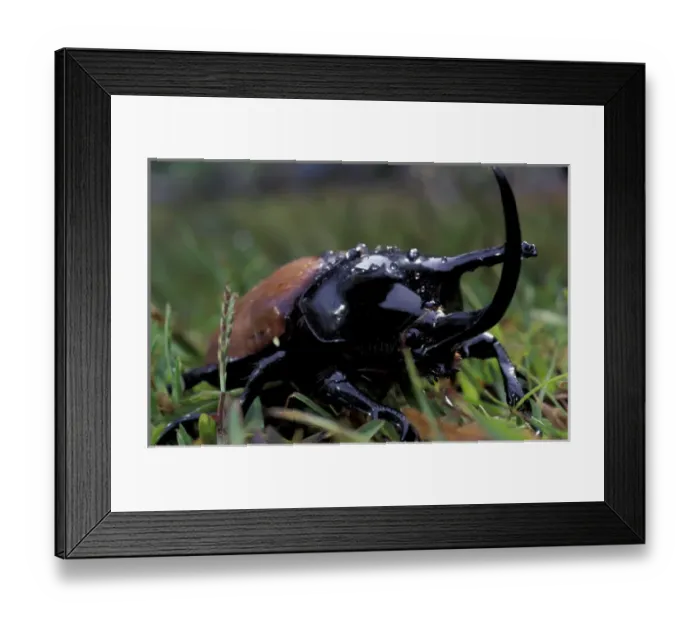 Framed Print : Asia, Papua New Guinea. Rhinoceros Beetle (Orcyctes rhinoceros)