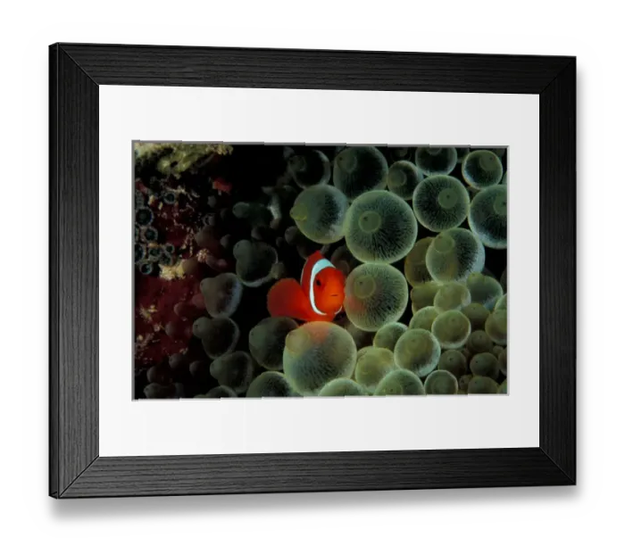 Framed Print : Papua New Guinea, Spine-cheek anemonefish (Premnus biaculeatus) Framed Print : Papua New Guinea, Spine-cheek anemonefish (Premnus biaculeatus)