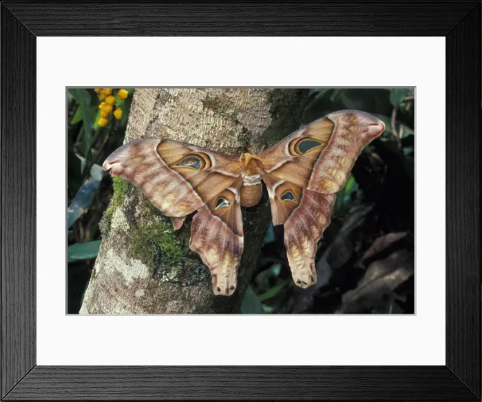 Framed Print : Asia, Papua New Guinea, Highland territory. Hercules of Atlas Moth (Attacua atlas) Framed Print : Asia, Papua New Guinea, Highland territory. Hercules of Atlas Moth (Attacua atlas)