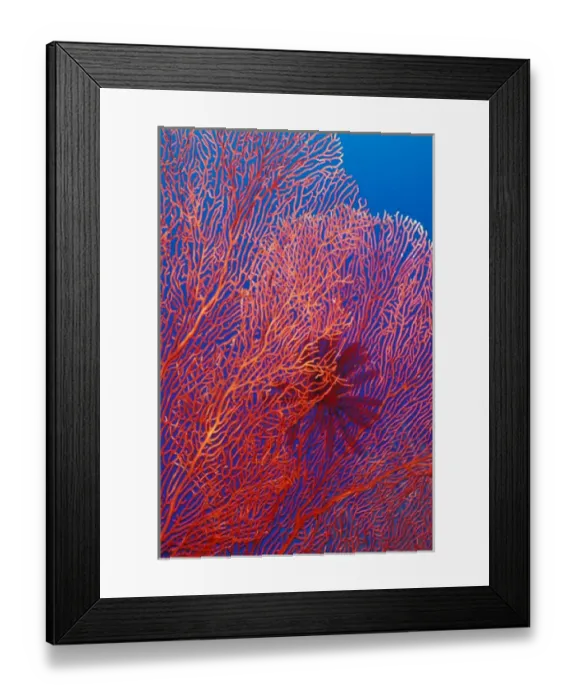 Framed Print : West New Britain, Papua New Guinea, fan coral
