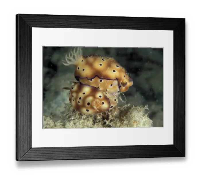 Framed Print : Papua New Guinea, mating Nudibranch (Chromodoris sp. )