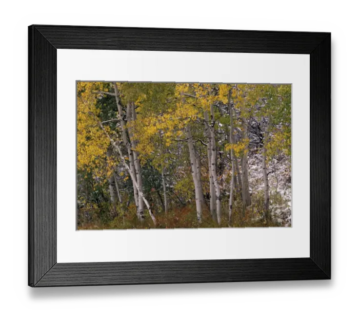 Framed Print : USA, CO, Maroon Bells-Snowmass Wilderness. Fall colors on Aspen trees Framed Print : USA, CO, Maroon Bells-Snowmass Wilderness. Fall colors on Aspen trees