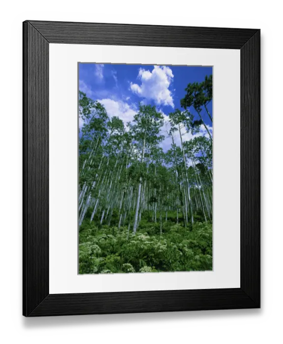 Framed Print : USA, Colorado. Summer aspen trees and bushes against a blue sky with small cumulus Framed Print : USA, Colorado. Summer aspen trees and bushes against a blue sky with small cumulus