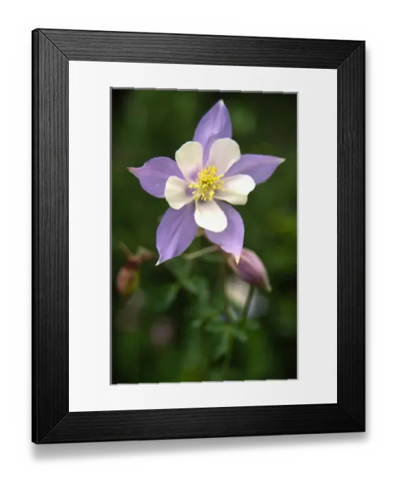 Framed Print : USA, Colorado, Columbine Flower