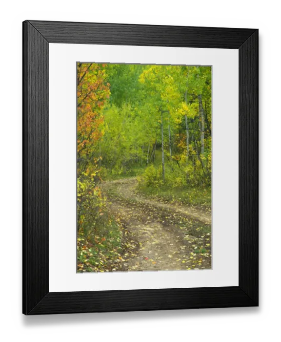 Framed Print : Road through Aspen forest in Kebler Pass