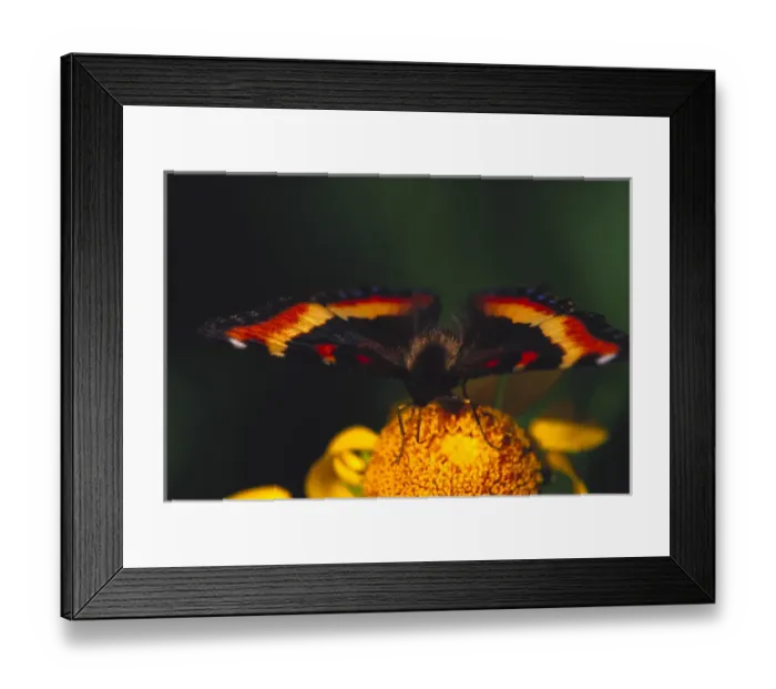 Framed Print : Butterfly Milberts Tortoiseshell in field of wildflowers Framed Print : Butterfly Milberts Tortoiseshell in field of wildflowers