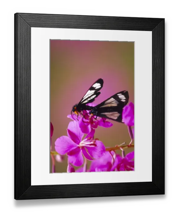 Framed Print : Butterfly (Chamerion danietsii) on fireweed
