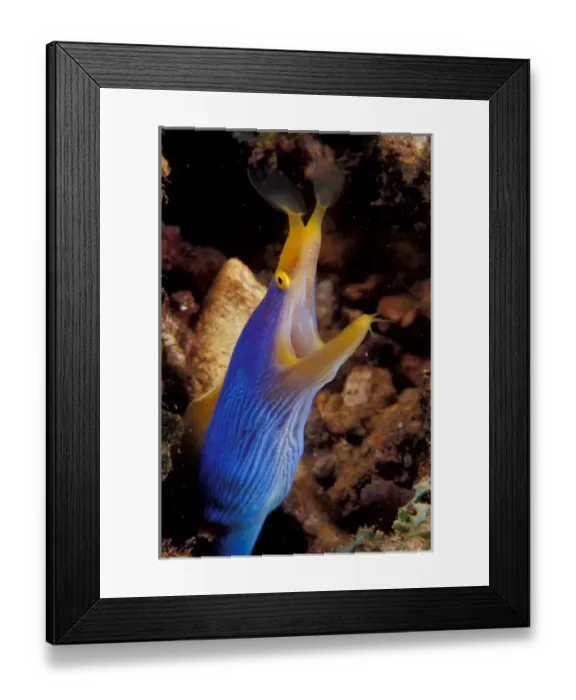 Framed Print : Papua New Guinea, Blue ribbon eel (Rhinomuraena quaesita) Framed Print : Papua New Guinea, Blue ribbon eel (Rhinomuraena quaesita)
