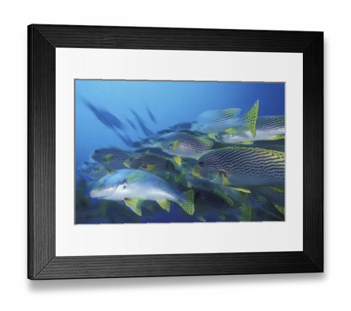 Framed Print : Asia, Papua New Guinea. Schooling Diagonal-banded Sweetlips (Plectorhinchus lineatus)