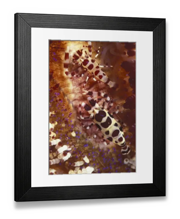 Framed Print : Asia, Papua New Guinea. Coleman Shrimp (Perciclimenes coleman) on Fire Urchin (Asthenosoma Framed Print : Asia, Papua New Guinea. Coleman Shrimp (Perciclimenes coleman) on Fire Urchin (Asthenosoma