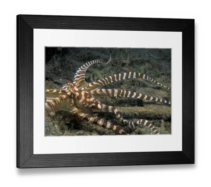 Framed Print : Papua New Guinea, Milne Bay Ornate octopus (Octopus sp. ) Framed Print : Papua New Guinea, Milne Bay Ornate octopus (Octopus sp. )