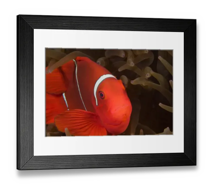 Framed Print : Papua New Guinea, Milne Bay, Spinecheek Anemonefish (Premnas biaculeatus)