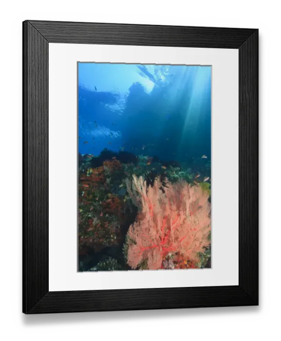 Framed Print : Streaming afternoon sunlight, Vibrant Gorgonian Sea Fans and schooling Anthias fish